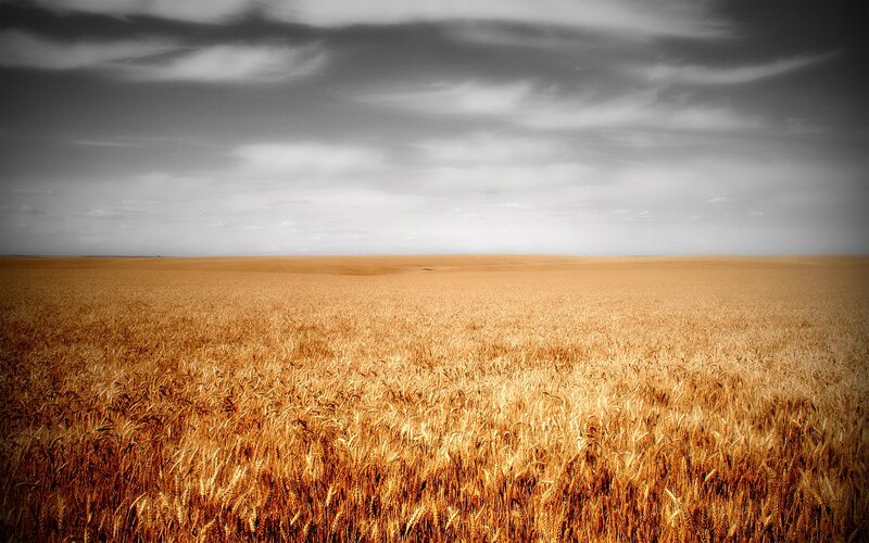 Golden Wheat Field — Gold, Dramatic, Afternoon, Photograph, Sky, Clouds