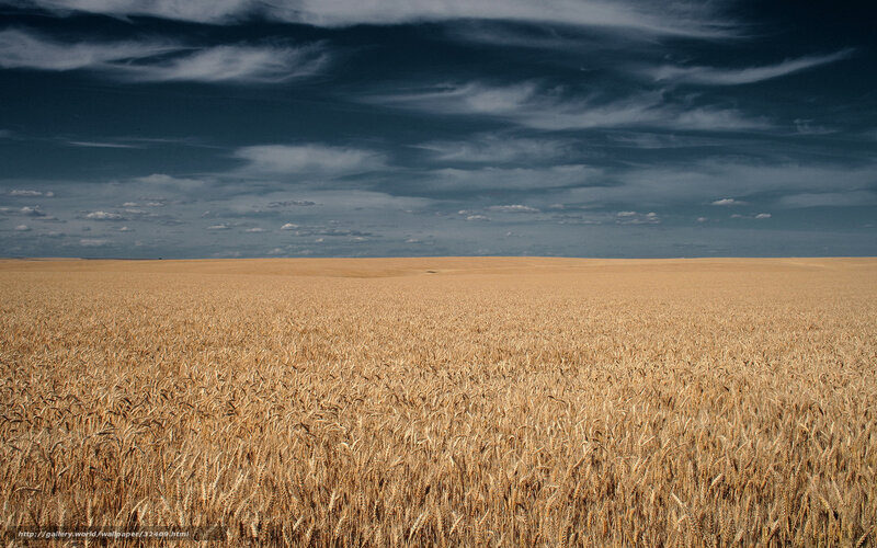 Golden Wheat Field — Gold, Dramatic, Afternoon, Photograph