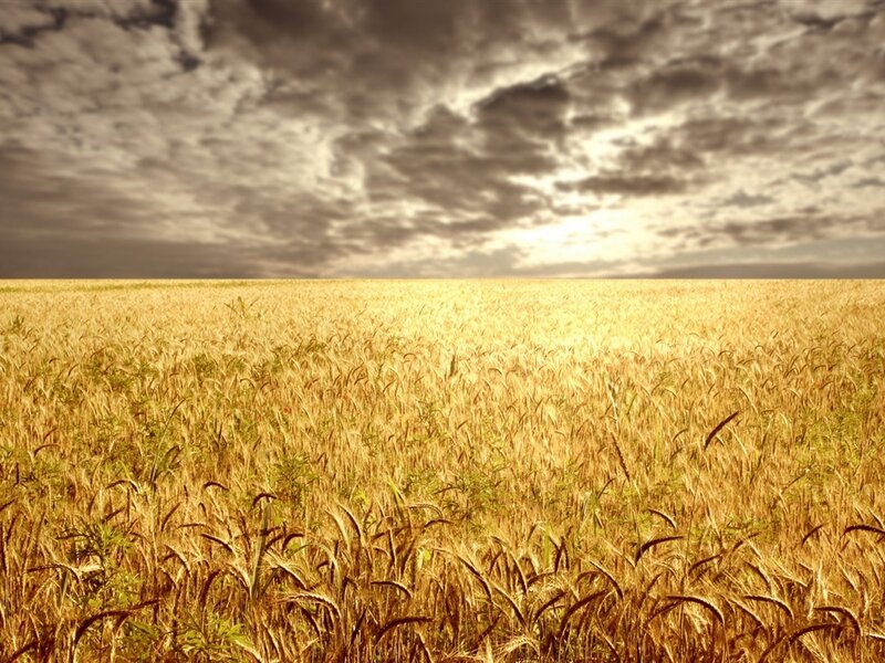 Golden Wheat Field — Gold, Dramatic, Afternoon