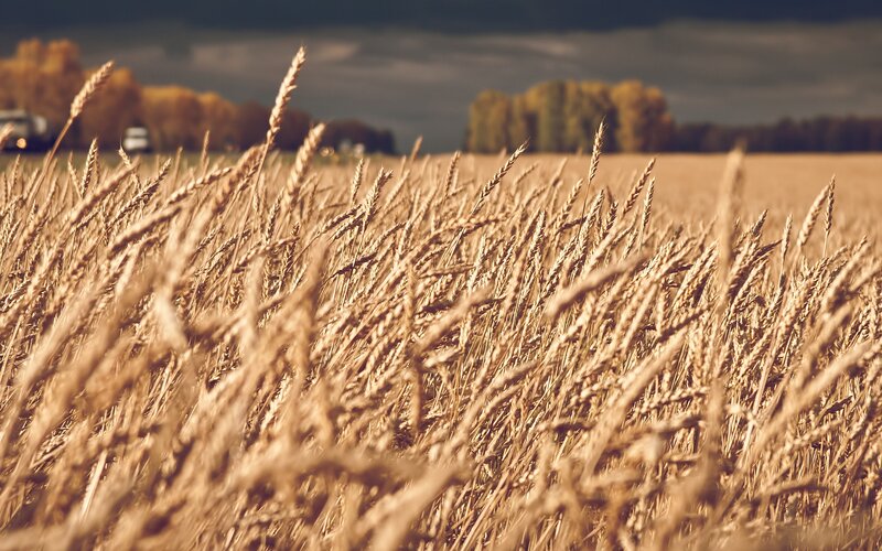 Golden Wheat Field — Gold, Dramatic, Autumn