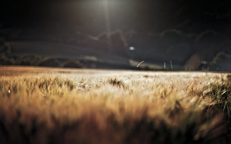 Golden Wheat Field — Gold, Dramatic, Night, Photograph
