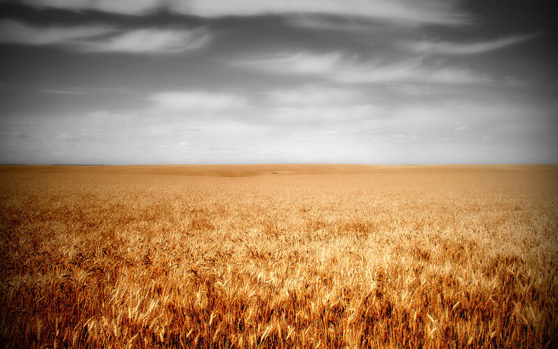 Golden Wheat Field — Gold, Dramatic, Photograph