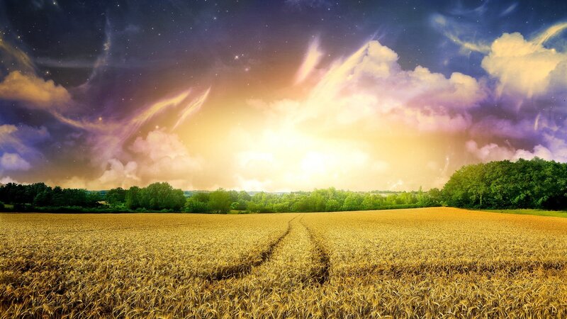 Golden Wheat Field — Gold, Dramatic, Sunset, Digital Art