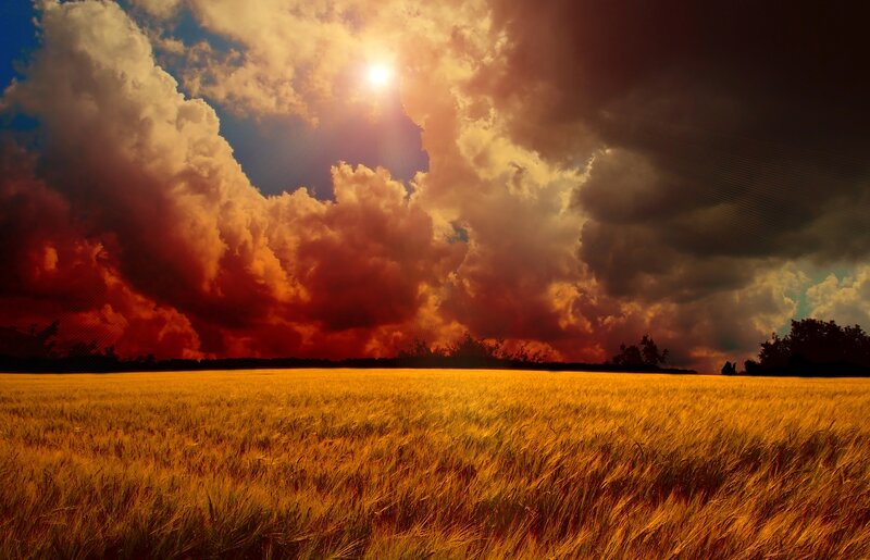 Golden Wheat Field — Gold, Dramatic, Sunset, Photograph, Clouds, Sun, Trees