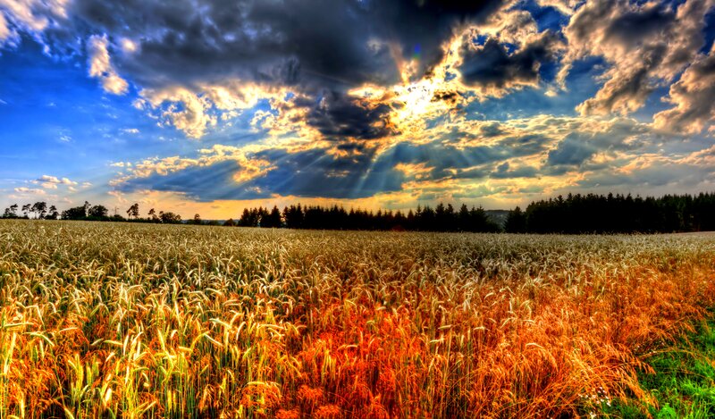 Golden Wheat Field — Gold, Dramatic, Sunset, Photograph, Clouds, Sunlight