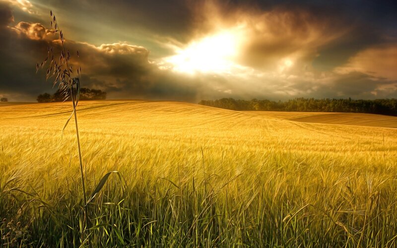 Golden Wheat Field — Gold, Dramatic, Sunset, Photograph, Clouds, Sunlight, Trees