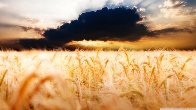 Golden Wheat Field — Gold, Dramatic, Sunset, Photograph, Clouds, Sunlight, Yellow