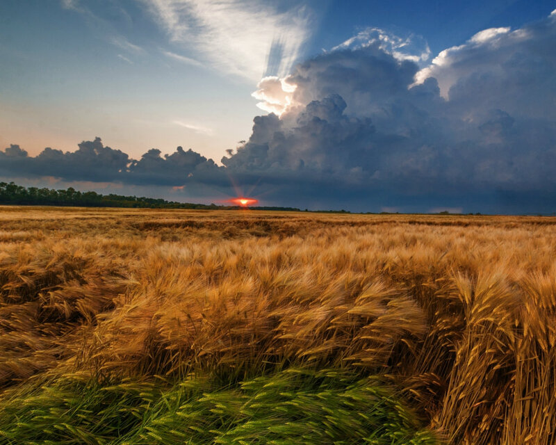 Golden Wheat Field — Gold, Dramatic, Sunset, Photograph, Clouds, Trees