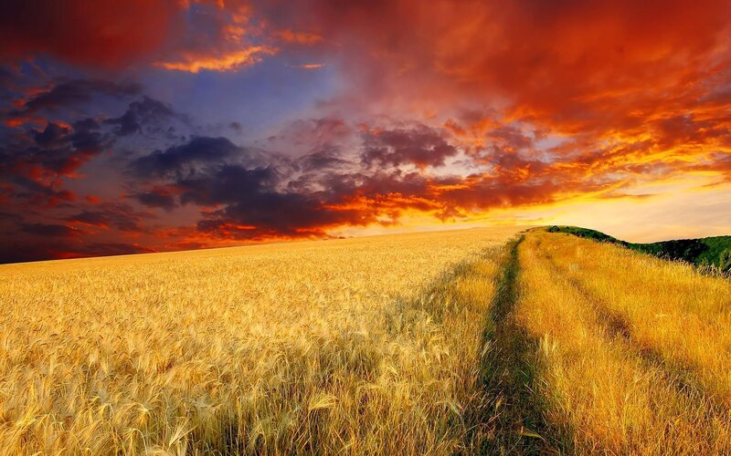 Golden Wheat Field — Gold, Dramatic, Sunset, Photograph, Path