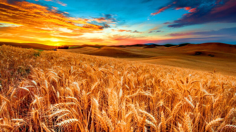 Golden Wheat Field — Gold, Dramatic, Sunset, Photograph, Rolling Hills