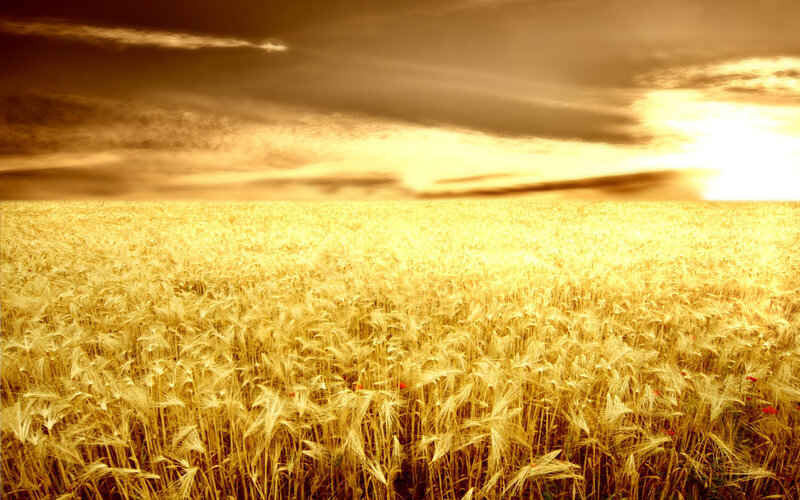 Golden Wheat Field — Gold, Dramatic, Sunset, Photograph, Sky, Clouds, Sun