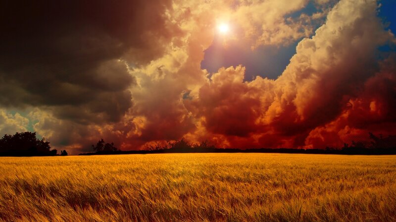 Golden Wheat Field — Gold, Dramatic, Sunset, Photograph, Sky, Clouds, Trees