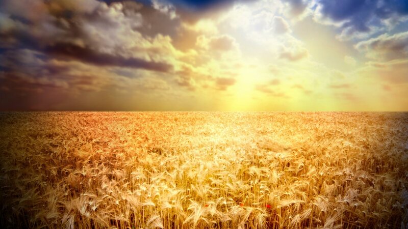 Golden Wheat Field — Gold, Dramatic, Sunset, Photograph, Sky