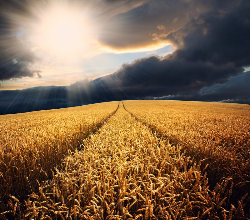 Golden Wheat Field — Gold, Dramatic, Sunset, Photograph, Sun, Clouds, Path