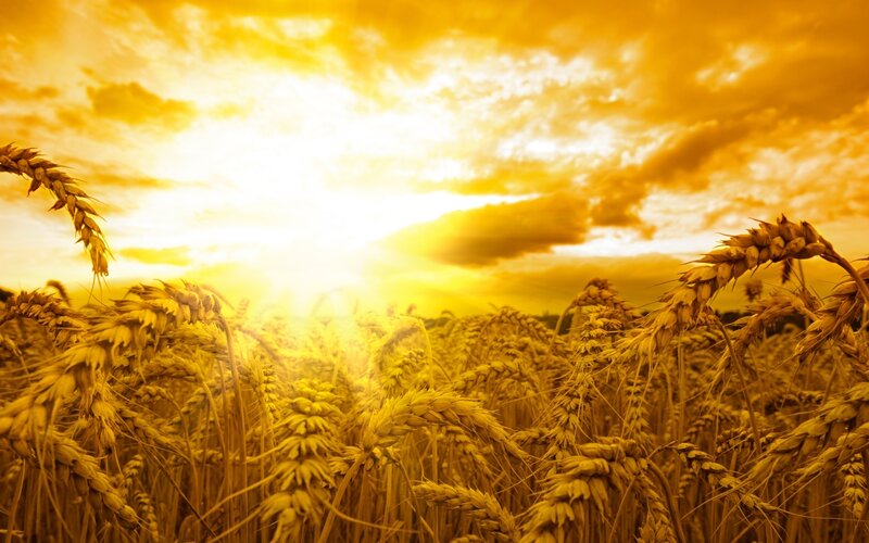 Golden Wheat Field — Gold, Dramatic, Sunset, Photograph, Sun, Clouds, Sky