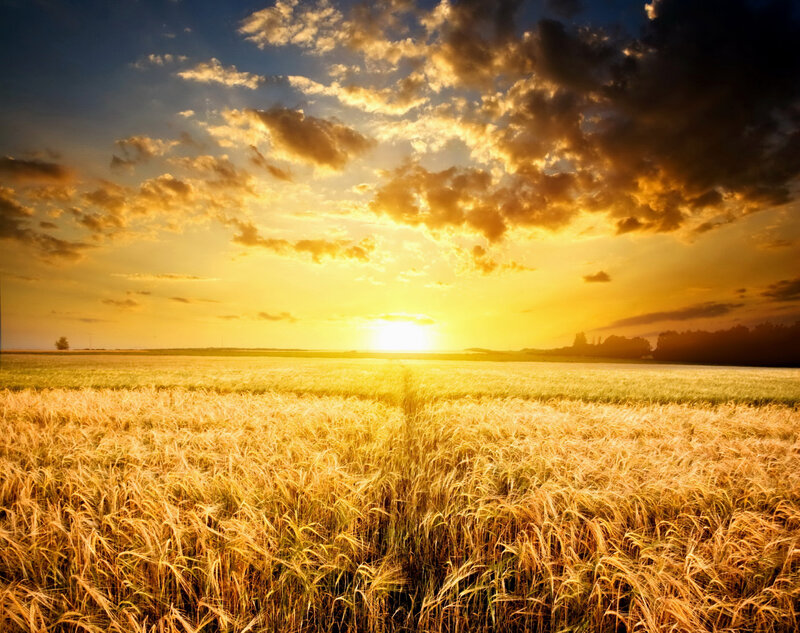 Golden Wheat Field — Gold, Dramatic, Sunset, Photograph, Sun, Clouds, Trees