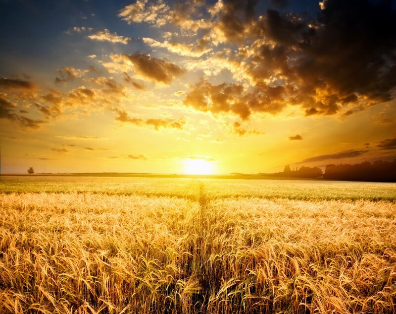 Golden Wheat Field — Gold, Dramatic, Sunset, Photograph, Sun, Clouds, Trees, Yellow