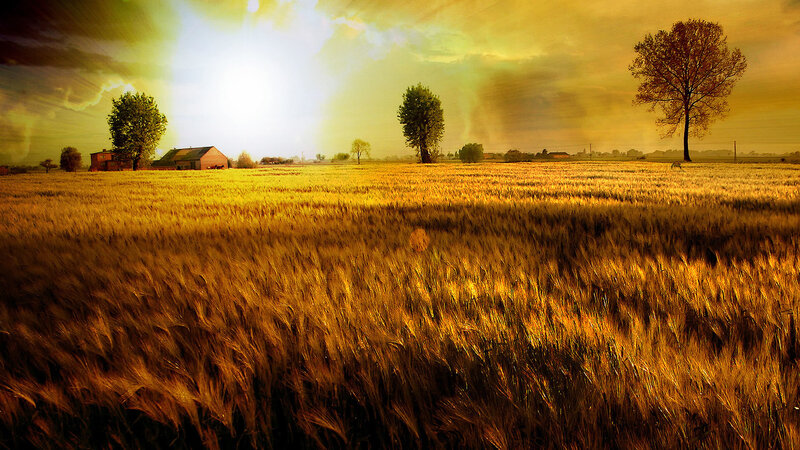 Golden Wheat Field — Gold, Dramatic, Sunset, Photograph