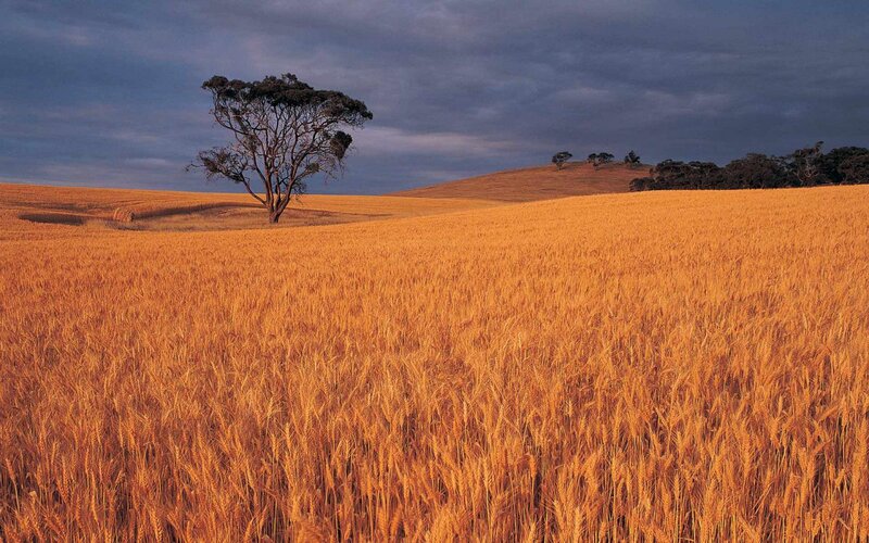 Golden Wheat Field — Gold, Dramatic, Sunset, Photograph, Tree, Hills