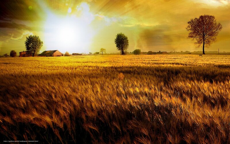 Golden Wheat Field — Gold, Dramatic, Sunset, Photograph, Trees, Farmhouse