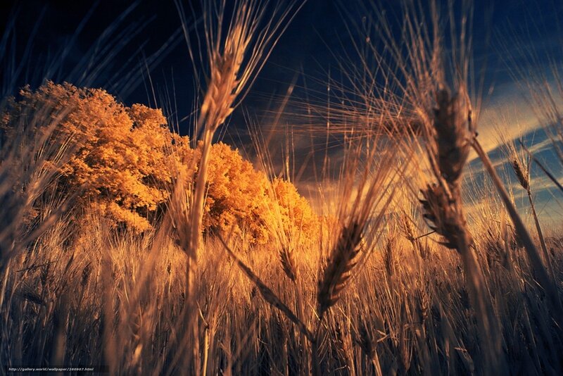 Golden Wheat Field — Gold, Dramatic, Sunset, Photograph, Trees, Sky