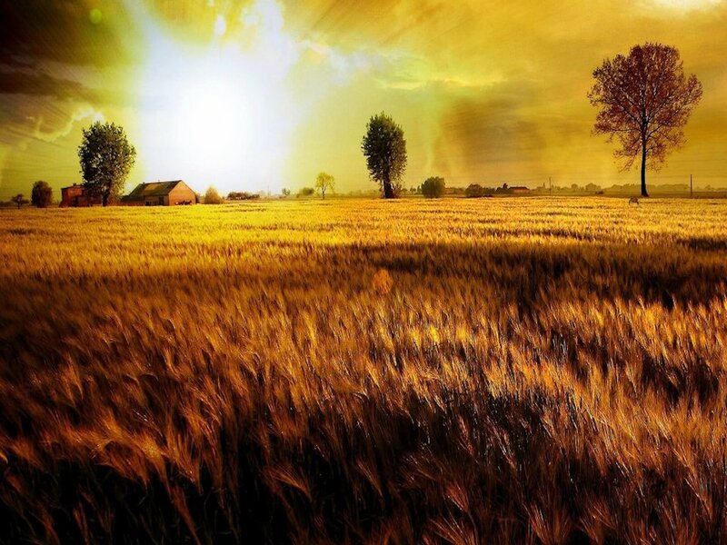 Golden Wheat Field — Gold, Dramatic, Sunset, Photograph, Trees