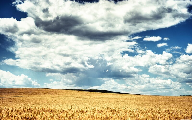 Golden Wheat Field — Gold, Dramatic