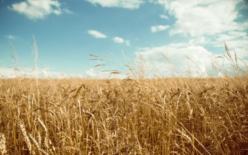 Golden Wheat Field — Gold, Grass