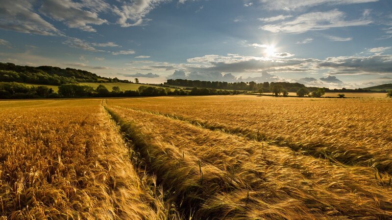 Golden Wheat Field — Gold, Green