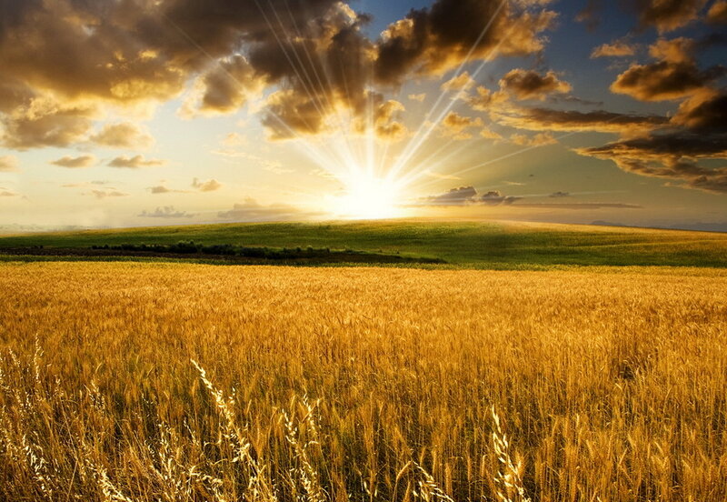 Golden Wheat Field — Gold, Hills