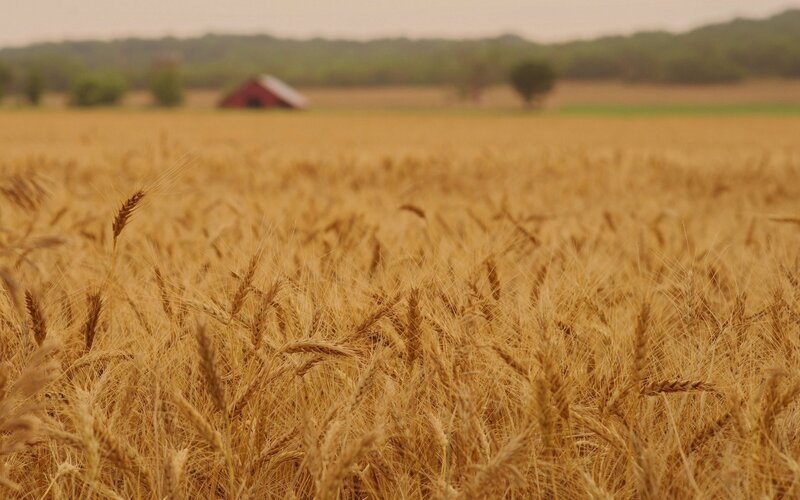 Golden Wheat Field — Gold, Serene, Afternoon, Photograph, Barn