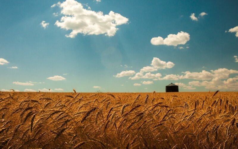 Golden Wheat Field — Gold, Serene, Afternoon, Photograph, Clouds, Barn