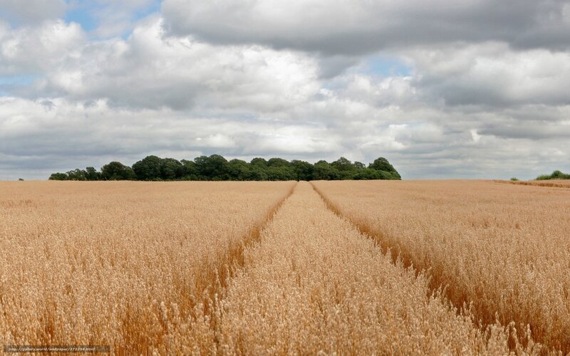 Golden Wheat Field — Gold, Serene, Afternoon, Photograph, Clouds