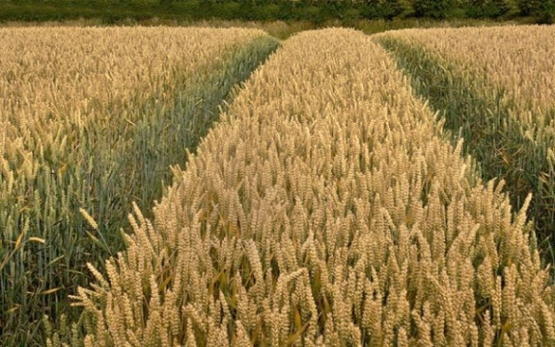 Golden Wheat Field — Gold, Serene, Afternoon, Photograph, Crops