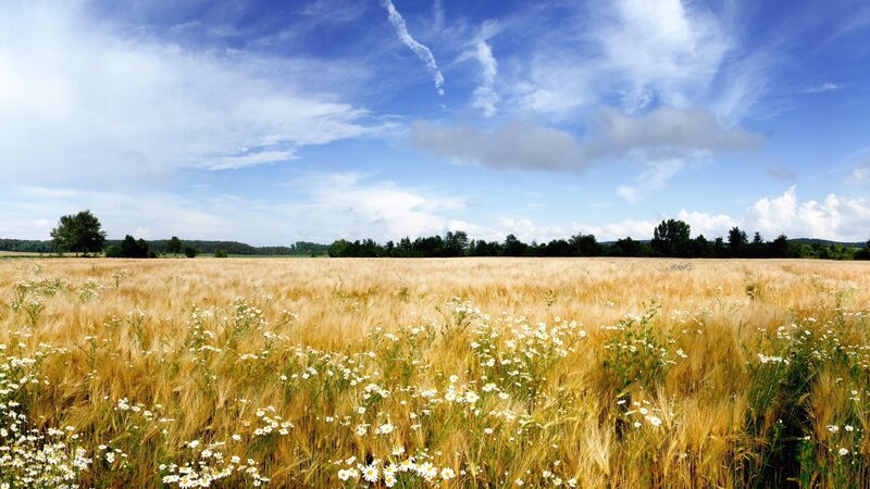 Golden Wheat Field — Gold, Serene, Afternoon, Photograph, Daisies