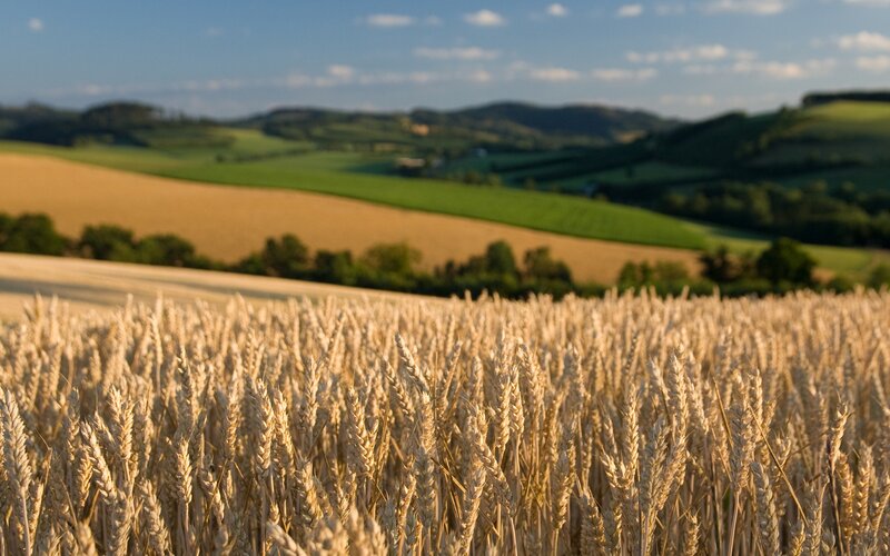 Golden Wheat Field — Gold, Serene, Afternoon, Photograph, Hills