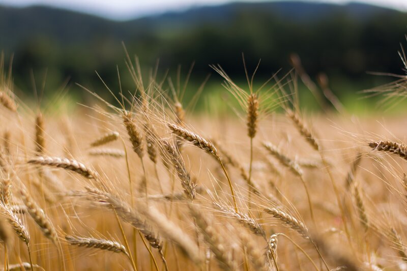 Golden Wheat Field — Gold, Serene, Afternoon, Photograph, Mountains, Sky