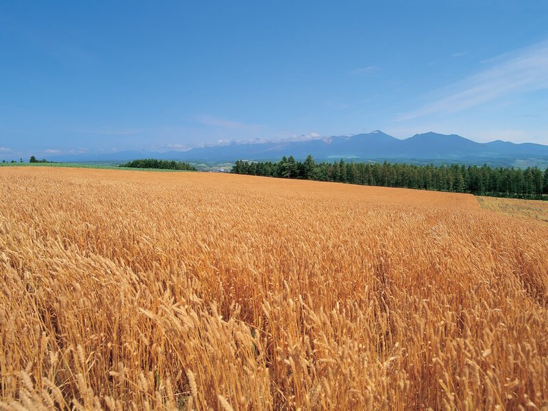 Golden Wheat Field — Gold, Serene, Afternoon, Photograph, Mountains