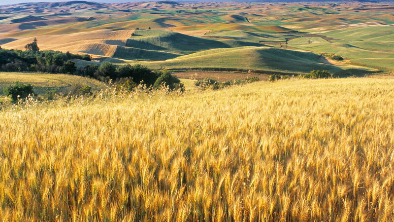 Golden Wheat Field — Gold, Serene, Afternoon, Photograph, Rolling Hills