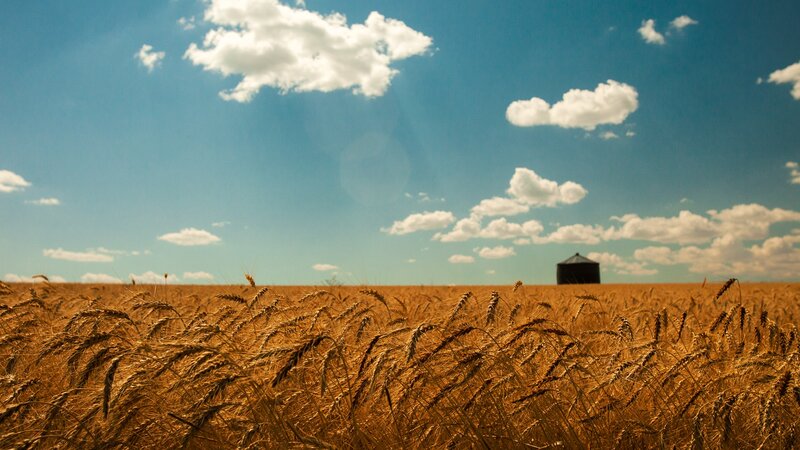 Golden Wheat Field — Gold, Serene, Afternoon, Photograph, Silo