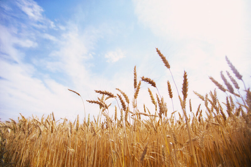 Golden Wheat Field — Gold, Serene, Afternoon, Photograph, Sky, Clouds, Sunlight