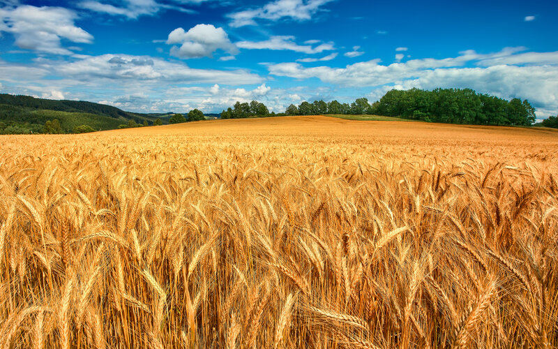 Golden Wheat Field — Gold, Serene, Afternoon, Photograph, Sky, Clouds, Trees