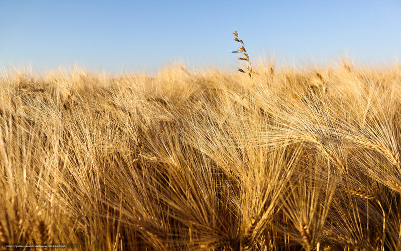 Golden Wheat Field — Gold, Serene, Afternoon, Photograph, Sky, Grass