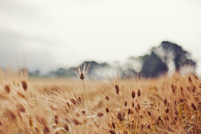 Golden Wheat Field — Gold, Serene, Afternoon, Photograph, Sky, Trees, Brown
