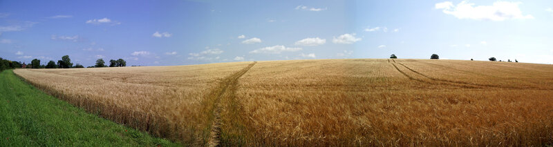 Golden Wheat Field — Gold, Serene, Afternoon, Photograph, Sky, Trees, Path