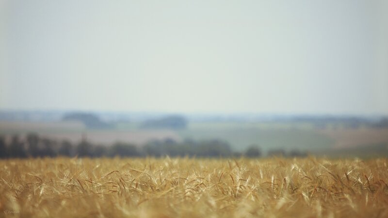 Golden Wheat Field — Gold, Serene, Afternoon, Photograph, Sky, Trees