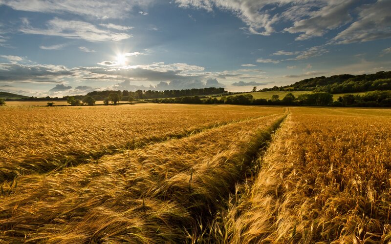 Golden Wheat Field — Gold, Serene, Afternoon, Photograph, Sun, Clouds
