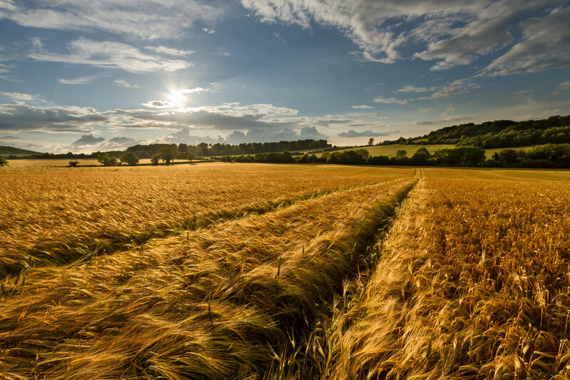Golden Wheat Field — Gold, Serene, Afternoon, Photograph, Sun, Clouds, Trees