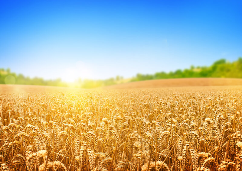 Golden Wheat Field — Gold, Serene, Afternoon, Photograph, Sun, Sky