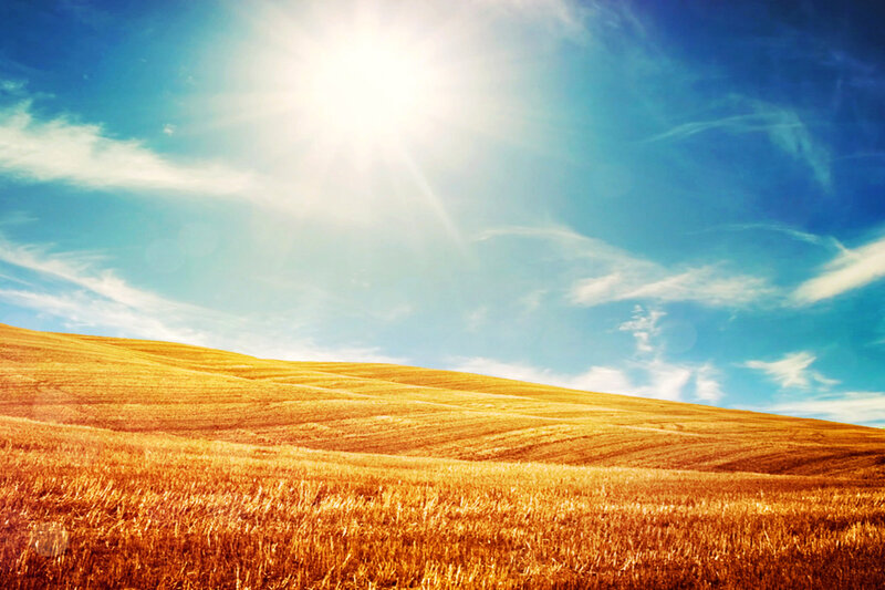 Golden Wheat Field — Gold, Serene, Afternoon, Photograph, Sun